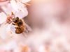 Deutschland summt!-Wettbewerb ehrt 47 Projekte für Wildbienen