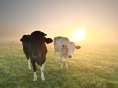 Bundesnetzagentur legt Höchstwerte für Biomasse- und Biomethan-Ausschreibungen 2026 fest