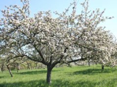 Kirkel: Kinder entdecken essbare Wildpflanzen bei Umweltaktionstag