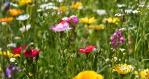 assorted-color flowers