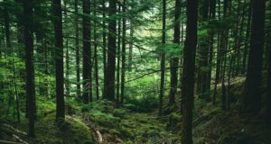 green trees