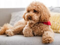 Bußgeld droht: St. Ingbert nimmt ungemeldete Hunde ins Visier