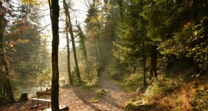 pathway between green trees during daytime