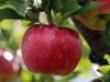 Erbach: Obstbäume und Maische beim OGV ab 20. Oktober bestellbar