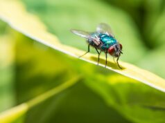 St. Ingbert: Vortrag warnt vor Mücken und Infektionen durch den Klimawandel