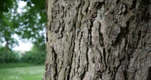 baum, tree, nature