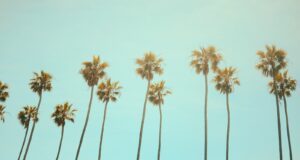 low angle photography coconut tree