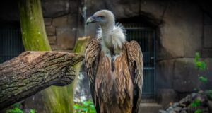 vulture, bird, animal