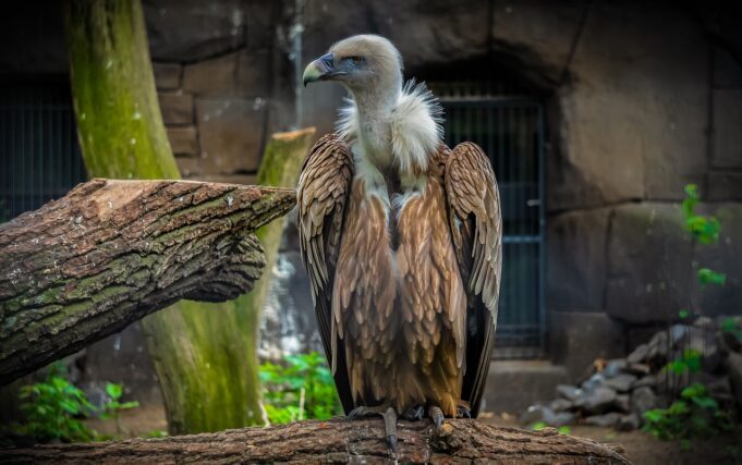vulture, bird, animal