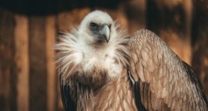 vulture, bird of prey, predator