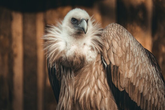 vulture, bird of prey, predator