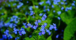 forget me not, large-leaved forget-me-not, brunnera macrophylla
