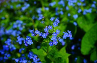 23.600 Demenzkranke im Saarland: Homburg pflanzt Vergissmeinnicht gegen das Tabu forget me not, large-leaved forget-me-not, brunnera macrophylla