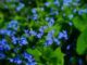 23.600 Demenzkranke im Saarland: Homburg pflanzt Vergissmeinnicht gegen das Tabu forget me not, large-leaved forget-me-not, brunnera macrophylla