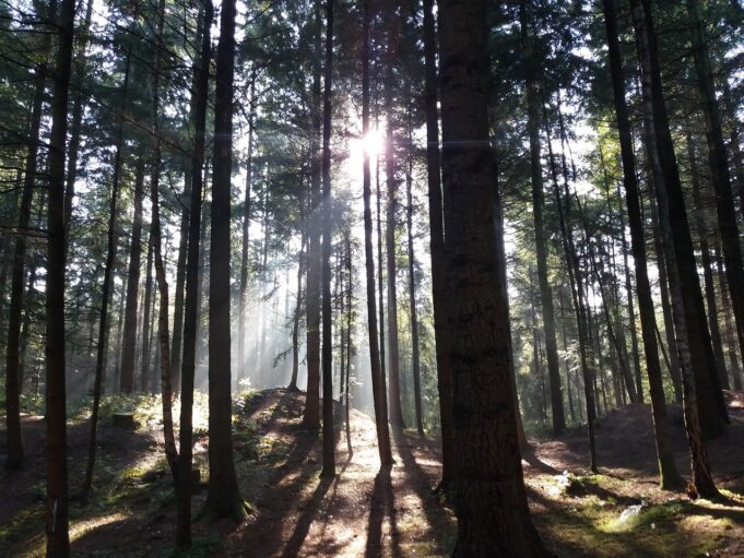 wood, light, sun