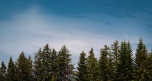 green larch trees