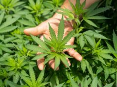 Arndt wirbt für Cannabis-Pilotprojekt im Saarland green plant in persons hand