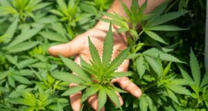 green plant in persons hand