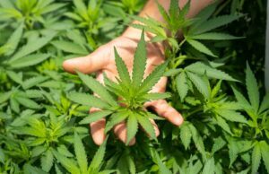 green plant in persons hand