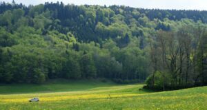 a car is parked in a field of yellow flowers