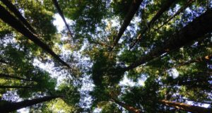 low-angle photography of tall tress during daytime