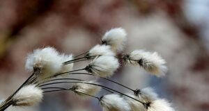 grass, cotton grass, cotton flower
