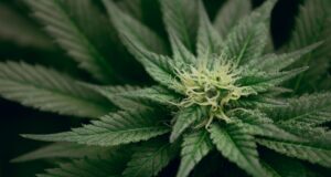 green leafed plant