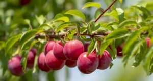 plum, fruit, plum tree