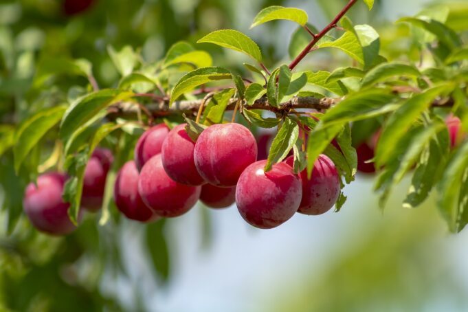 plum, fruit, plum tree