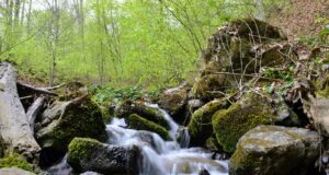 a small stream running through a lush green forest