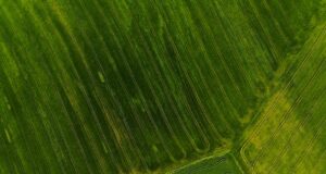 green leaf