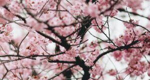 cherry blossom tree