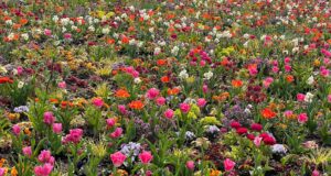 a field full of colorful flowers in the middle of the day