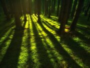 Lichtbildvortrag in Altstadt: Reise durch fünf Kontinente forest, wilderness, trees
