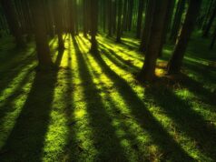 forest, wilderness, trees