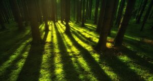 forest, wilderness, trees