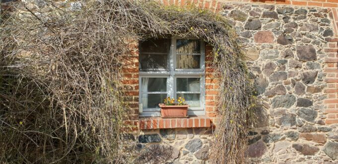 a brick building with a window and a plant growing out of it
