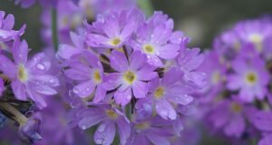 primroses, pink-purple, prymulki