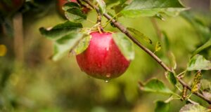 red apple fruit in close up photography