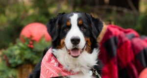 a black and white dog wearing a red bandana