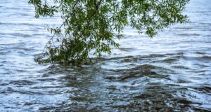 flood, flow, shrub