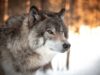 white and black wolf in tilt shift lens
