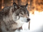 white and black wolf in tilt shift lens