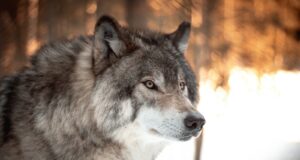 white and black wolf in tilt shift lens