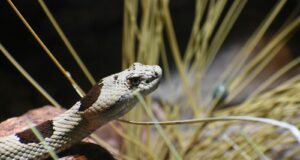 brown and white snake on brown grass