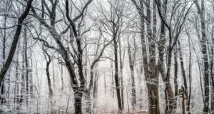 leafless trees