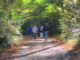 hiking, trail, smoky mountains