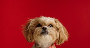 white and brown shih tzu