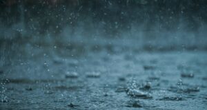 a group of drops of water on the ground
