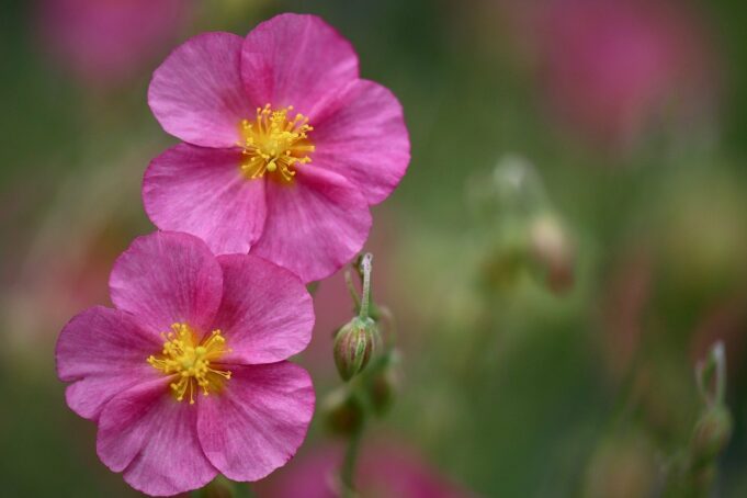 sonnenröschen, helianthemum, rosa blüten